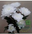 кустовая 
